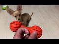チワックスの餌入れおもちゃの攻略！！この犬は遠心力を知っています。