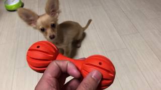 チワックスの餌入れおもちゃの攻略！！この犬は遠心力を知っています。