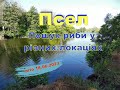 Псел. Пошук риби у ризніх локаціях.