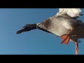 Mallard / Mix Call Ducks | Close fly-by & Pond Landing