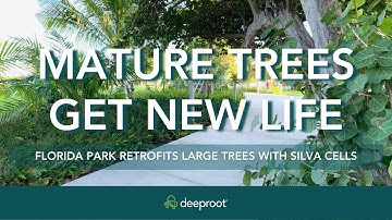 New and Existing Trees Flourishing in Silva Cells in Miami Beach