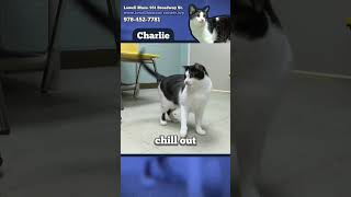 Adoptable Pet: Charlie