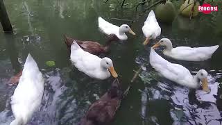 Bebek Putih Dan Bebek Coklat. Berenang