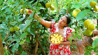 Harvesting Fresh Lime from Garden and making Lime rice, Drink and preserving lime! mali cooking