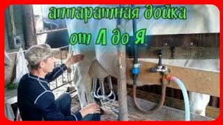 Чистое молоко эстафета//аппаратная дойка коров Чистое молоко эстафета//аппаратная дойка коров