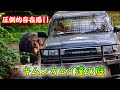 ヒグマに襲われる準備はできた?これが完全究極体クマ牧場!4K The Wild Brown Bear park in Japan