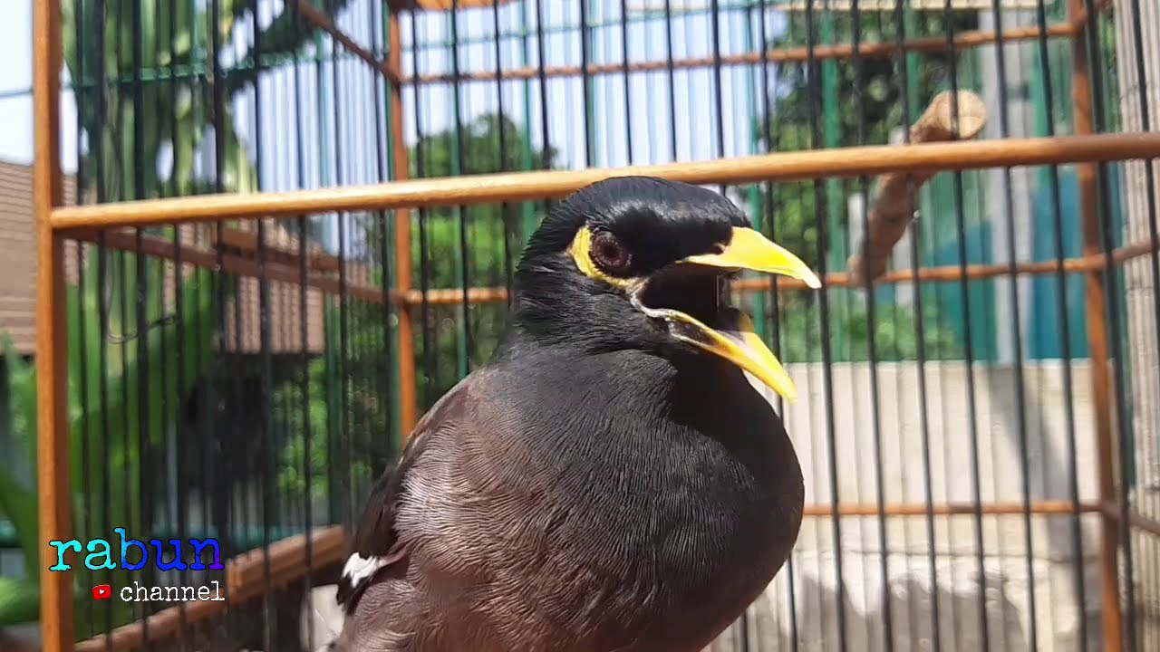 Pancingan Jalak Nias Insyaallah Youtube