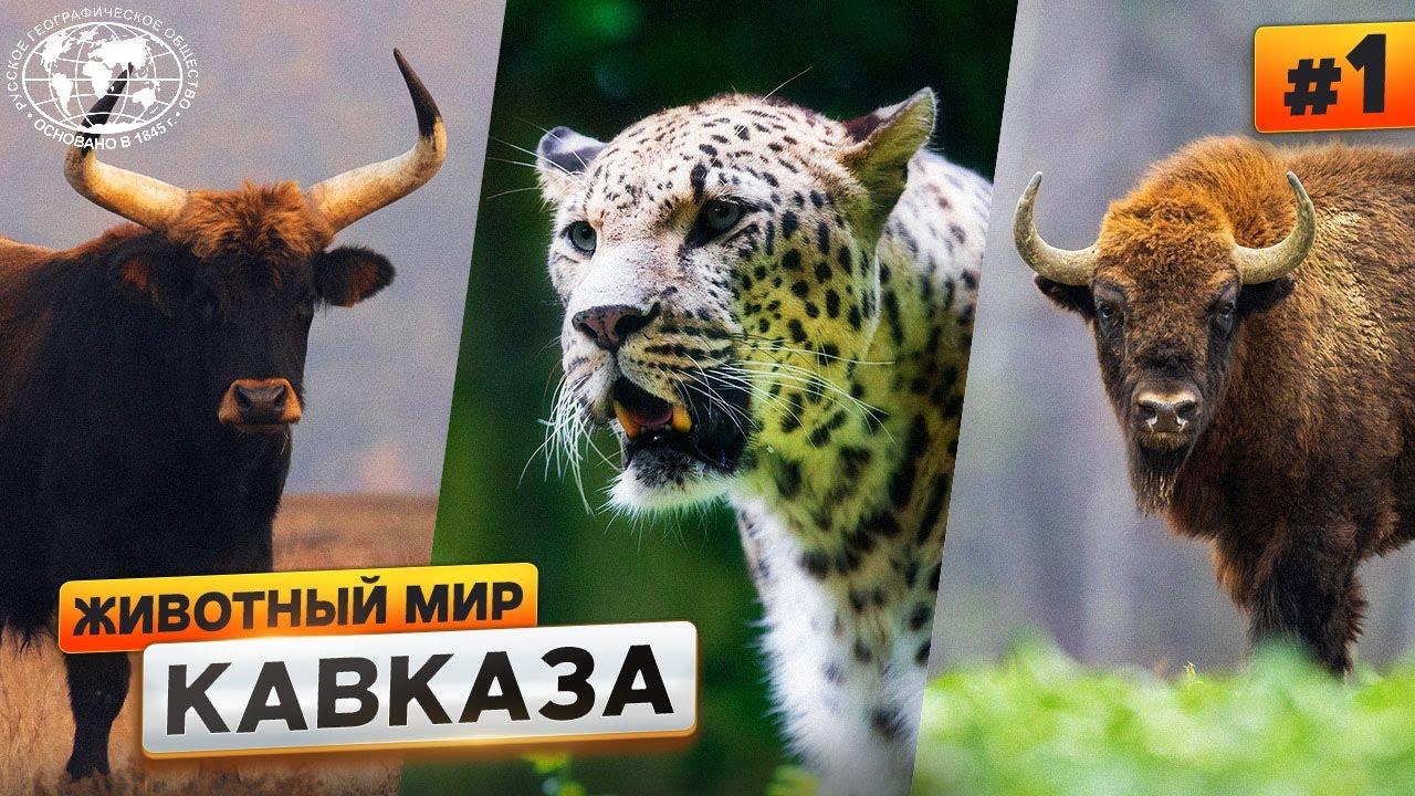 Животный мир Кавказа: чем богаты горы