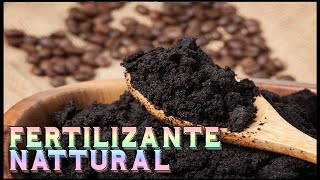 FERTILIZANTE CASERO PARA CRECIMIENTO #1 | ZAMNESIA