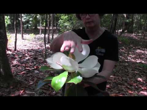 Video: Hvordan Magnolias Blomstrer