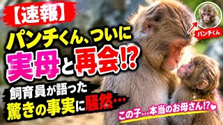【速報】パンチくん、ついに実母と再会!? 飼育員が語った驚きの事実に騒然…🐒😭#パンチくん #子ザル #サル #動物動画 #感動 #奇跡の再会 #飼育員 #動物の絆 #癒し動画 #市川市動植物園