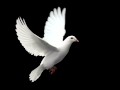 Miniature de la vidéo de la chanson White Bird (Airscape Mix)