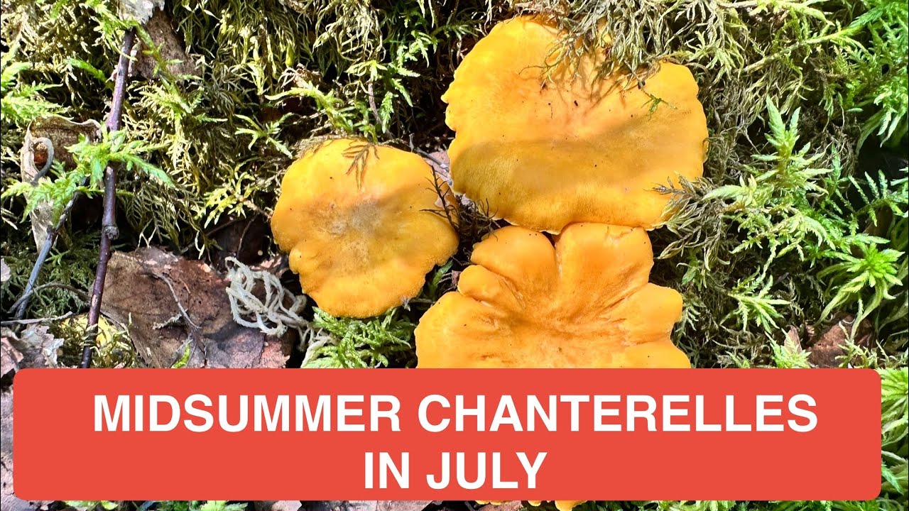 MIDSUMMER CHANTERELLES IN FINLAND | FORAGING STARTS!