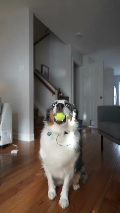 My dog is better than you at trick shots