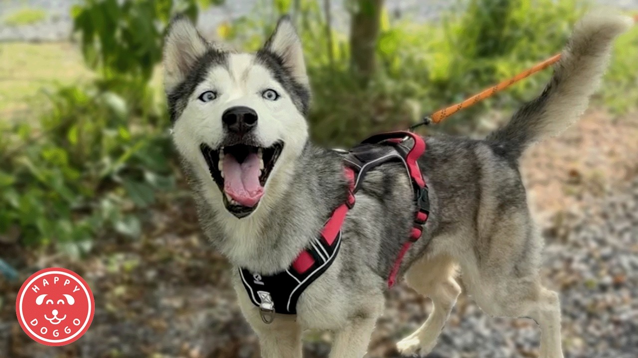 Один счастливый конец, одна новая борьба — новости Rescue Dog