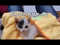 保護猫　子猫のちびちゃん　1週間たちました😊