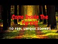 Unique forest sounds  4k forest sounds