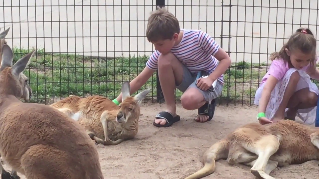 KANGAROOS AND TURTLES YouTube