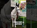 Giappone: cavallo Robot? #shorts #giappone #horse