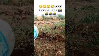 ? Android Phone☑️ ?Animal Capture Video ?????shorts shorts_video viral