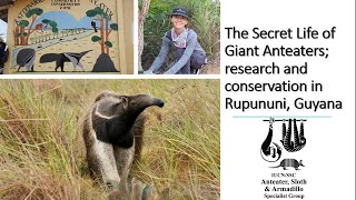 The Secret Life of Giant Anteaters; research and conservation in