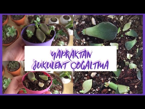 Video: Haworthia sukkulentlərinin yayılması: Haworthia bitkilərinin köklənməsi haqqında məlumat əldə edin