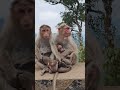 Shorts animals family monkey cute family 