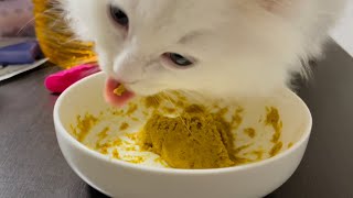 【ASMR】粘土を爆喰いする子猫