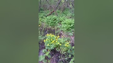 ولقد كتبنا في الزبور من بعد الذكر قراءه تاخذك الي عنان السماء القارئ مقدام الاصبعي