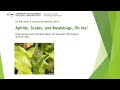Aphids, Scales, and Mealybugs, Oh My!