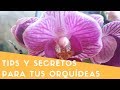 Tips secretos para el cuidado de las Orquídeas || Orquiplanet