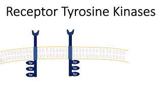 Receptor Tyrosine Kinases - RTK