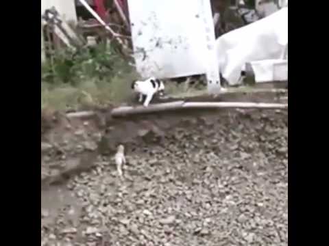Amazing Cat Rescues Puppy From Ditch In India