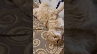 Котик 🐱 юмор 🤣#прикольныекоты  #шутка
