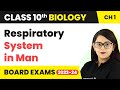 Respiratory System in Man (Respiration in Humans) - Life Process | Class 10 Biology