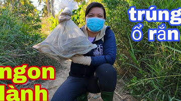 vợ chồng lần đầu tiên thăm bẩy rắn dính không thể tin nổi luôn cả nhà ơi/em gái Bến Tre