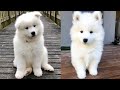 Cute &amp; Funny Samoyeds Video Compilation 4K #14