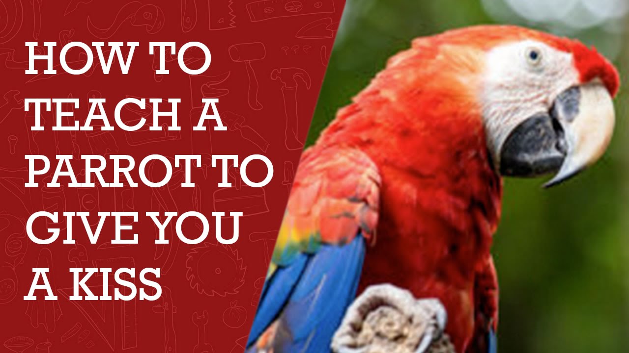 How to Make Parrot Give Kisses | Teach Parrots to give Kisses 