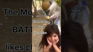 القرد بطة يأكل التشيبسThe Monkey BATTA eats Chips #viral