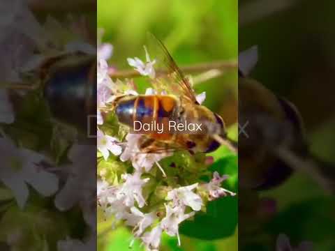 Daily Relax |
