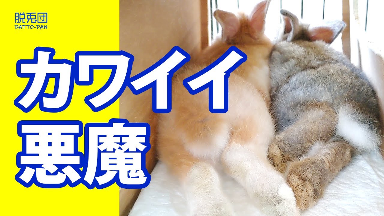 【子うさぎ編①】カワイイ悪魔