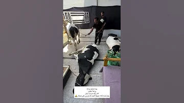 اشتراك بيت رشك هاذا فضل رب العالمين 