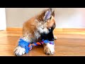 HO COMPRATO 100€ DI GIOCHI AL NOSTRO CANE - CHEDDAR