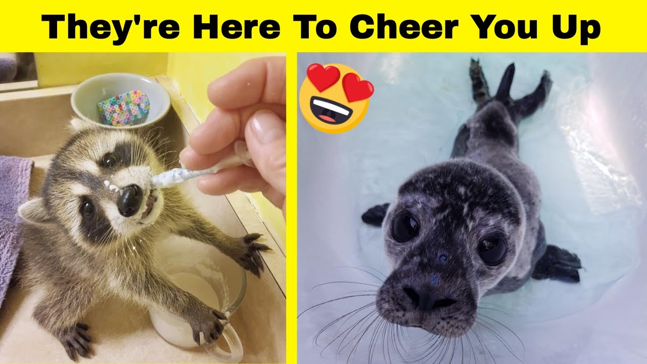 Cute Animals To Cheer You Up - YouTube