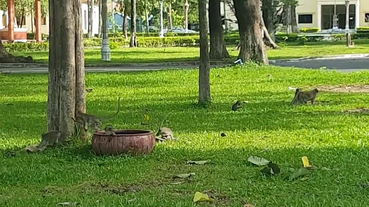 Amazing monkey meeting tourist girl, Amazing monkey play around zoo 🐒🐒🐒🐒