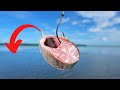 Fishing Cut Bait for Redfish in SUPER Skinny Water