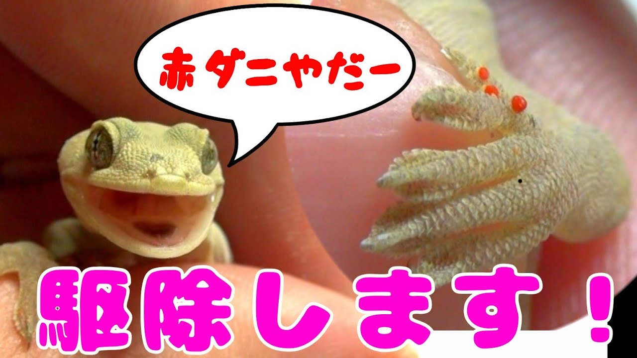 ニホンヤモリに寄生する赤いダニを駆除する Youtube