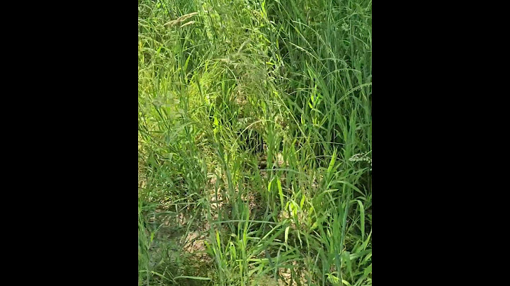 Nascosto nell'erba - Quando scopri chi ti sta mangiando l'orto e lui scappa a gambe levate!