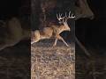 Majestic Buck Charging Through the Field! 🦌💥#Wildlife#Deer #NaturePhotography #MajesticAnimals #Buck
