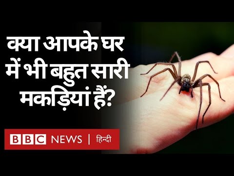 वीडियो: सफेद मकड़ी: क्या उससे मिलना खतरनाक है?